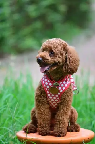 【图片7】也来一组小狗狗的随拍照--蜂鸟论坛照片套图