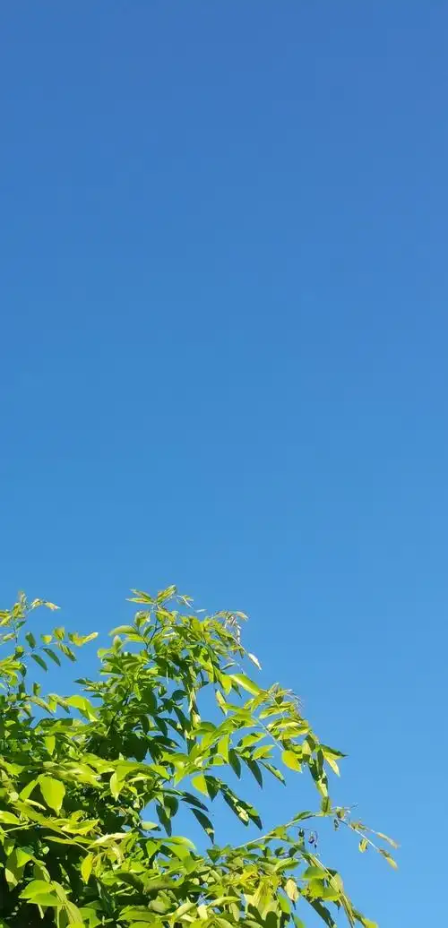 大家有没有明亮一点的壁纸啊