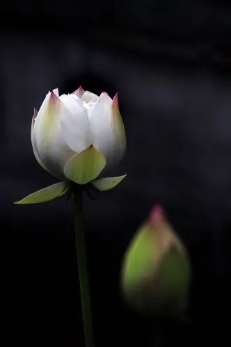 (转载)极乐世界莲花池…【极品美图】