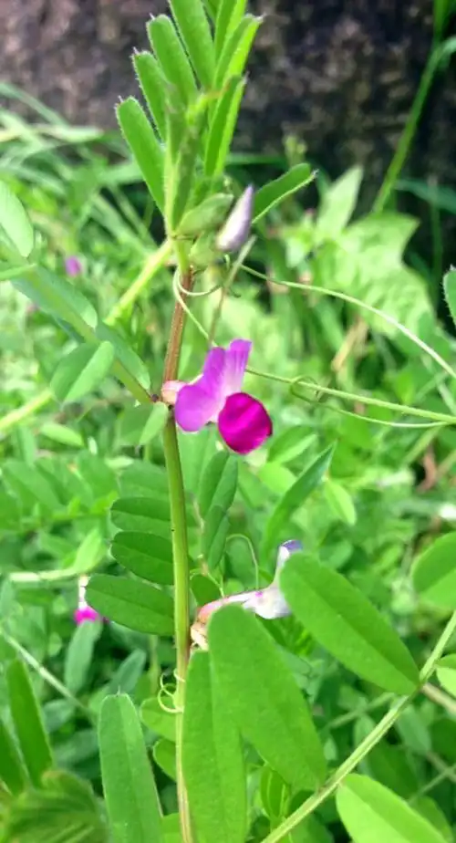 【三齿蕚野豌豆 】全草可入药,花可治中风后口眼歪斜,吐血,咯血,肺热