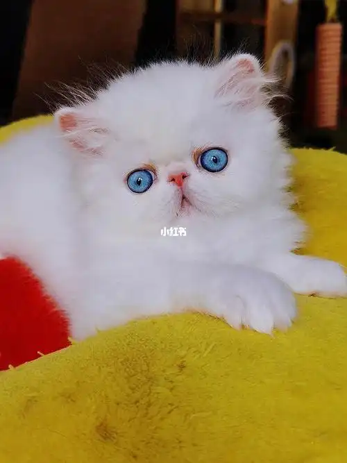 纯白双蓝眼波斯弟弟