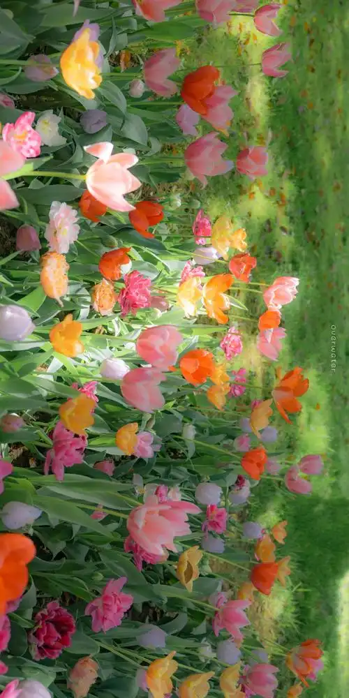 壁纸 花 桌面 690_1380 竖版 竖屏 手机