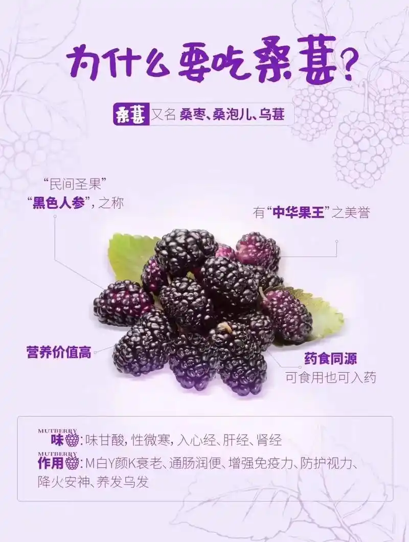 探秘桑葚干泡水喝的神奇功效与作用,.