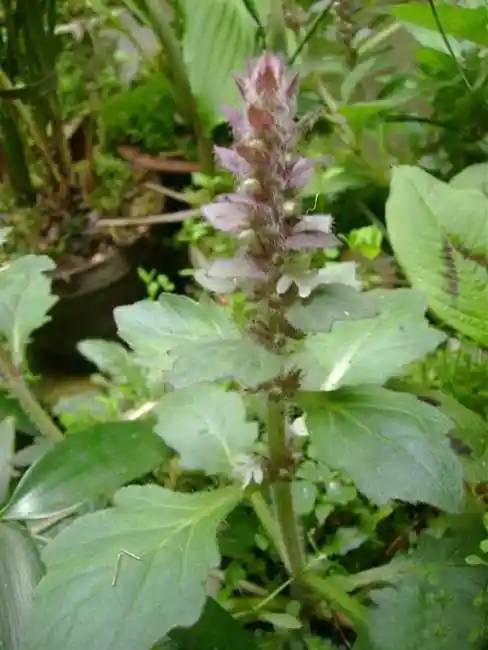 p>夏枯草(学名: i>prunella vulgaris  /i>l),别名:麦穗夏枯草,铁线
