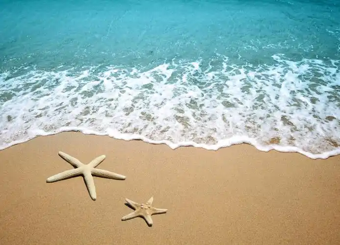 海滩沙滩上的海星