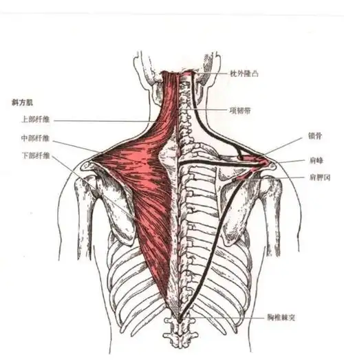 位置:在颈部和背上部皮下,一侧成三角形,两侧合成斜方形,故称斜方肌.