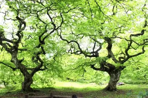 照片素材(图片): 景观树木