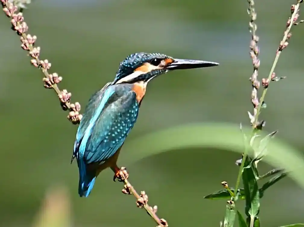 野生鸟类摄影#翠鸟 - 抖音