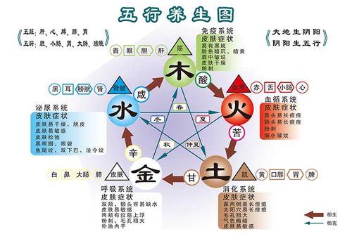 五脏十二经络中医养生五行挂图相生金木水火土人写真