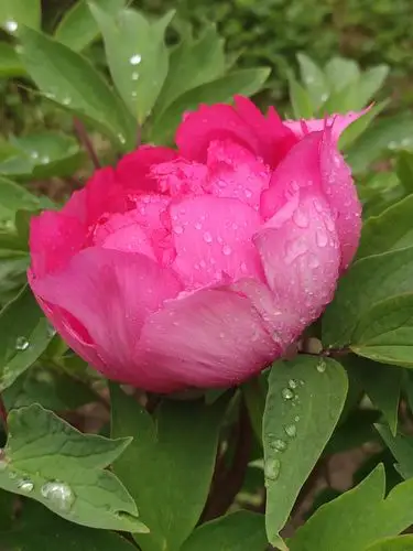 2020.5.20雨中娇贵的牡丹花🌸 - 美篇