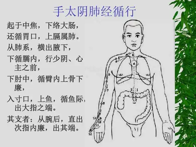 手太阴肺经调治呼吸的通天大脉