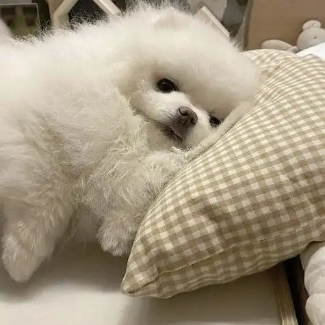 一些可爱小狗头像