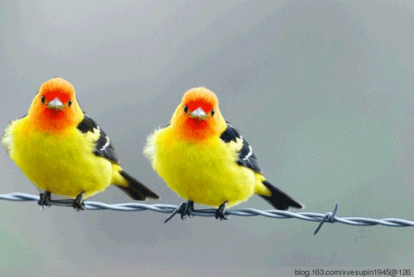 ps制作【动态小鸟】 - 追求快乐 - 欢迎您