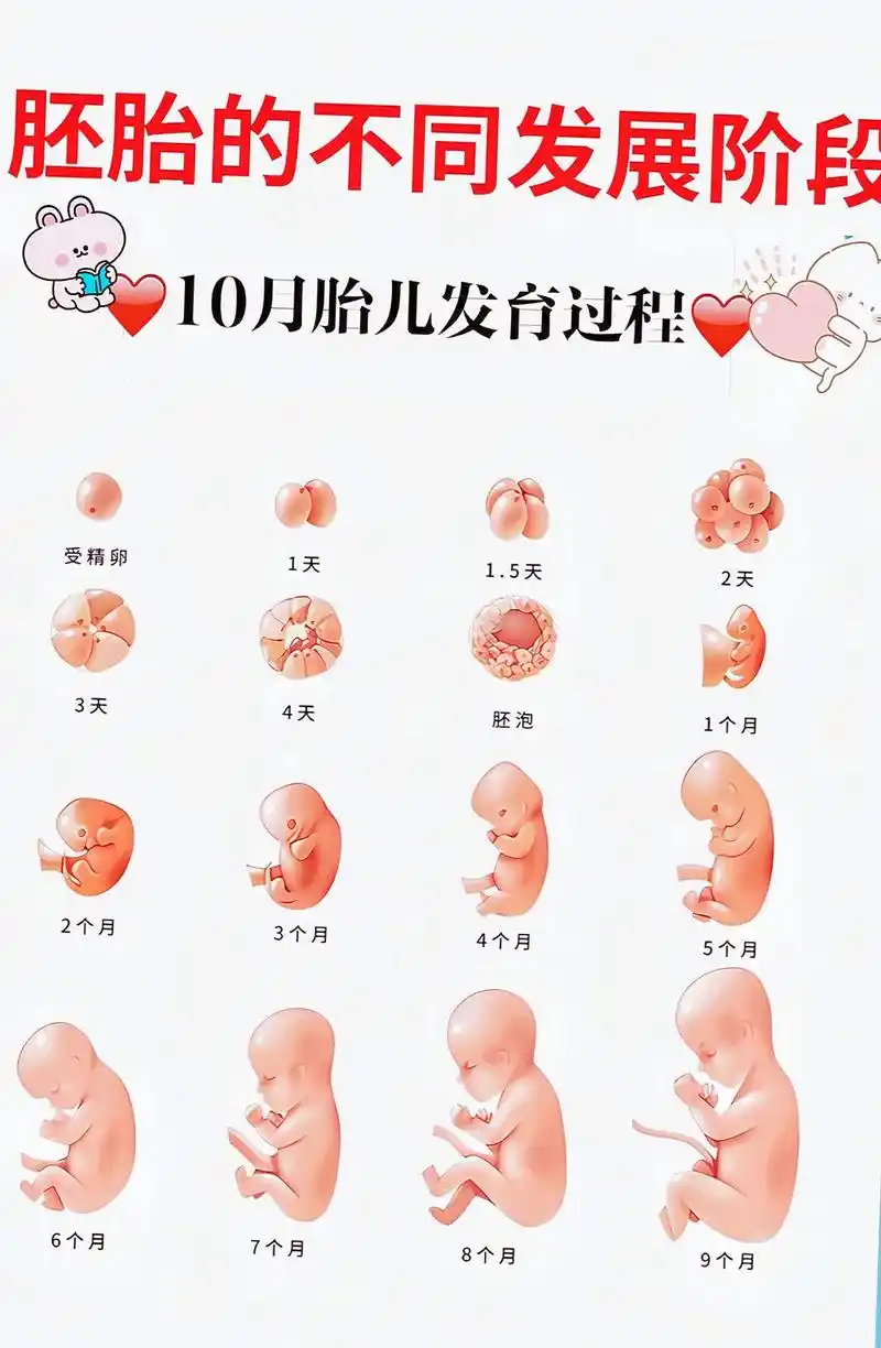 1个月胚胎的不同发展阶段7个月10月胎儿发育过程受精卵9个月4个月15天