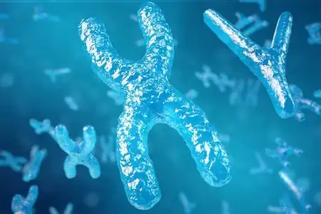 生物医学插图3d 插图 xy 染色体作为人类生物医学符号基因治疗或微