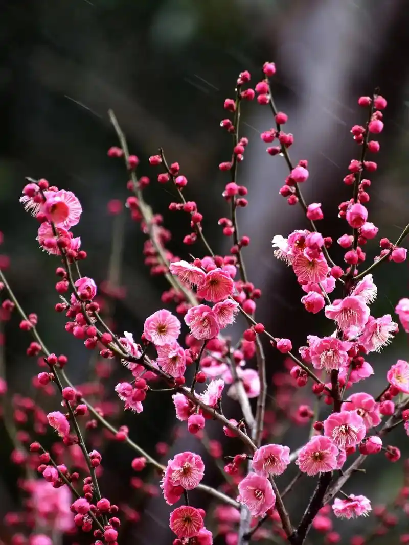 又是一年红梅开#梅花香自苦寒来 #唯美意境 #红梅花开#春天 - 抖音