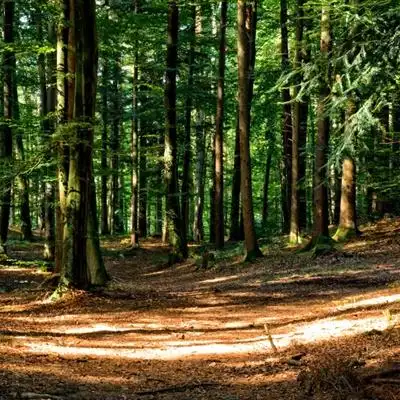 绿色森系风景头像森林里笔直生长的树木