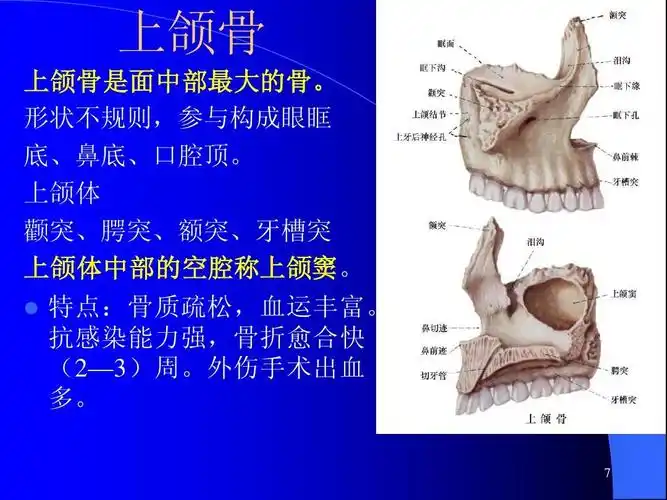 口腔科护理应用解剖