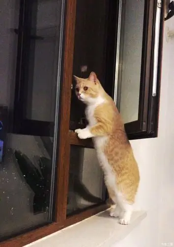 你是望眼欲穿呢吗.哈哈哈