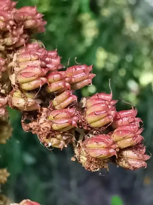 秋分时节的珍珠梅结籽了