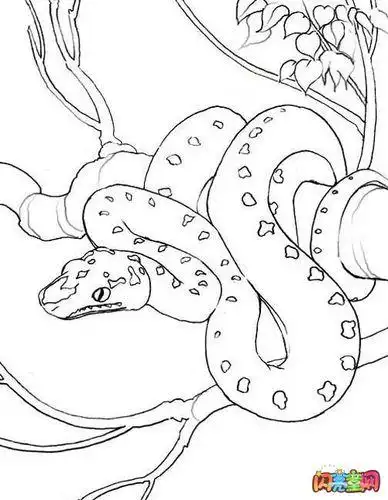 简笔画漂亮的绿蛇上色简笔画要怎么画凶猛的蟒蛇简笔画动物简笔画蟒蛇