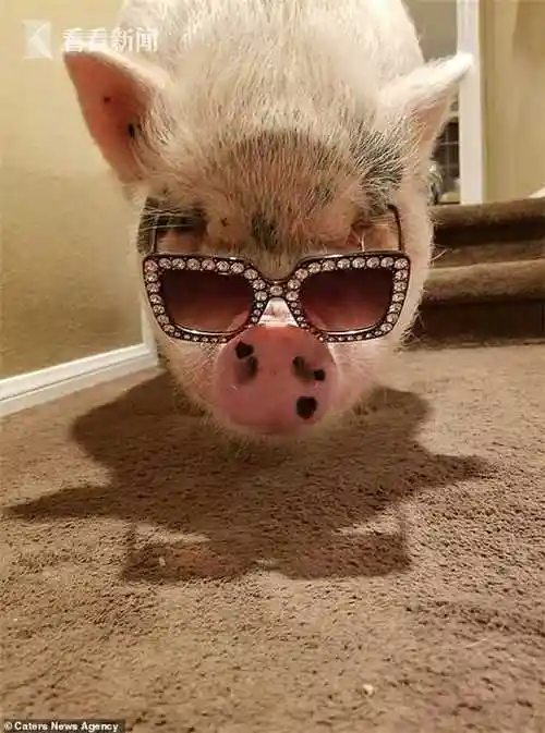 宠猪狂魔给228斤猪庆生 送gucci墨镜和定制马甲