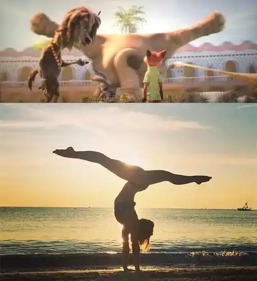 【疯狂动物城】瑜伽无处不在