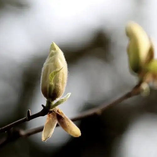 含苞待放的玉兰花
