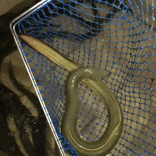 苏北野生鳗鱼淡水鳗新鲜河鳗活鳗鱼活体现杀河鳗白鳝白鳗鳗鲡500g