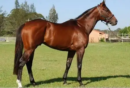 组图:中外28大最著名的马种排行榜,内蒙古三河马排第二