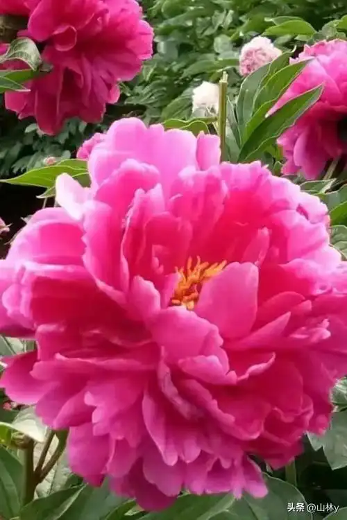 最美牡丹花摄影作品,令人大饱眼福!