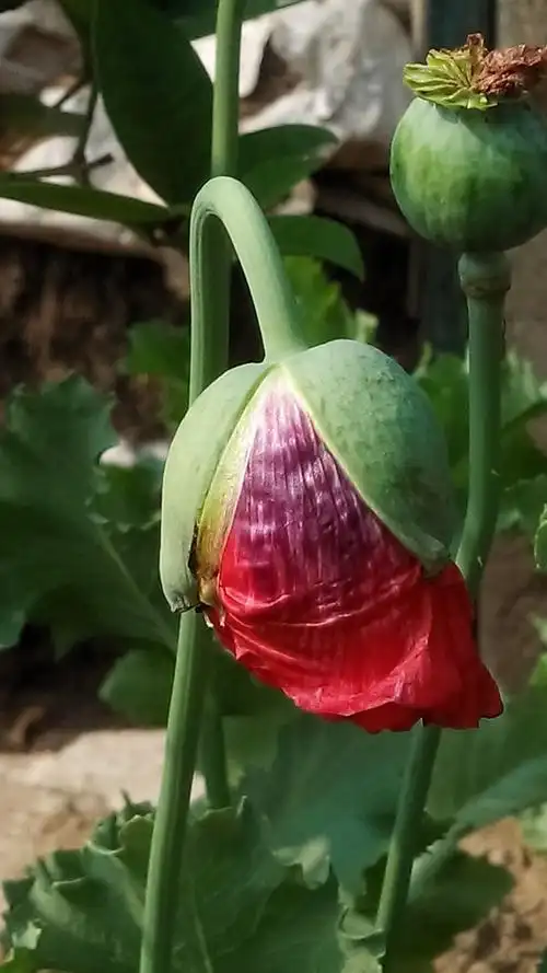 罂粟,罂粟花,她美丽,妖艳………大烟,贩毒,吸毒……每年都会种上几颗