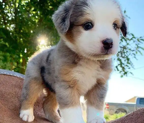 小狗图片大全可爱【宠物狗图片大全】