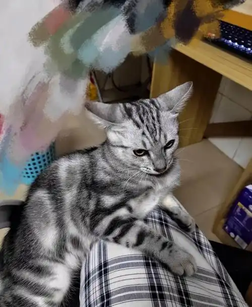 猫咪老咬人怎么办