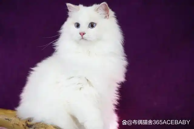 养猫豆知识-猫咪是越胖越重越好吗