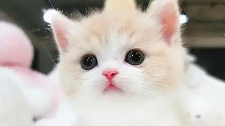 呆呆的小萌猫,乖乖的真可爱