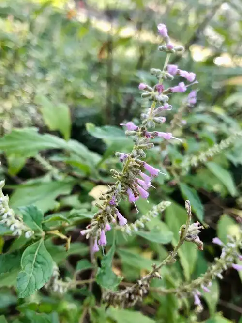 从未见过的香薷.(音:如)别名:野荆芥.