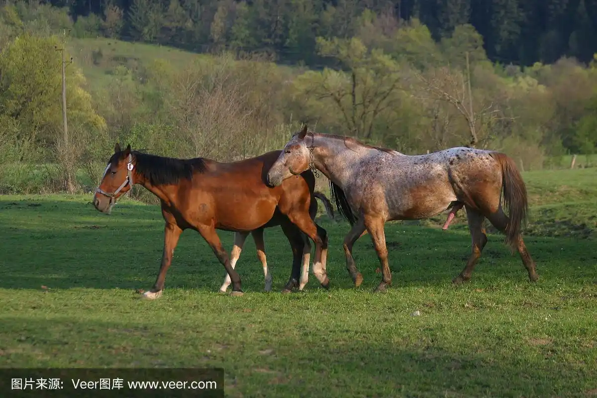 马交配