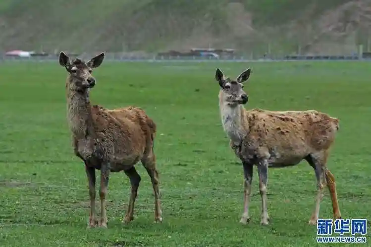 西藏昌都:保护区内看马鹿