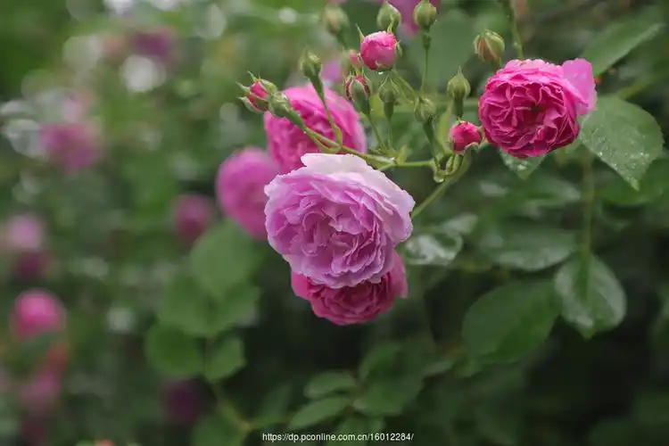 【蔷薇花摄影图片】生态摄影_太平洋电脑网摄影部落