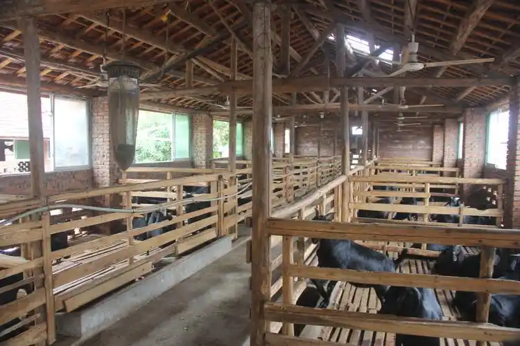 大力发展黑山羊养殖技术,促进了新型农村经济的大力发展.