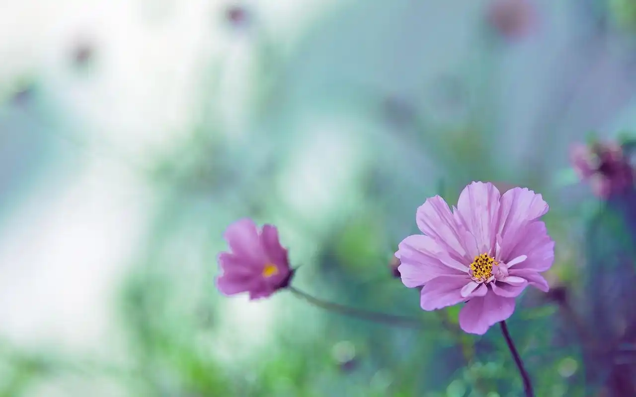 花朵壁纸图片 _ 图片网