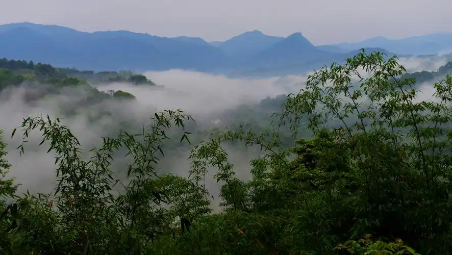 赤水竹海【首发】