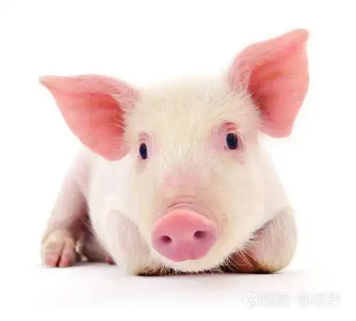 关于白猪照片-正版商用图片03q5po-摄图新视界