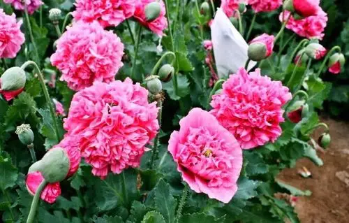 鸦片,烟锅,罂粟花