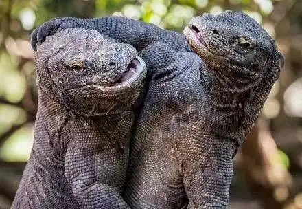 动物声音博物馆(声音博物馆|第三章 最后的"龙") - 百思特网