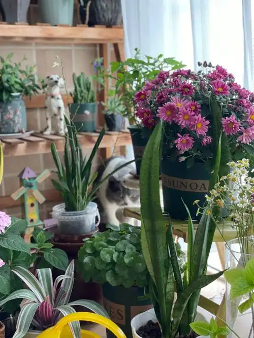 我的阳台小花园