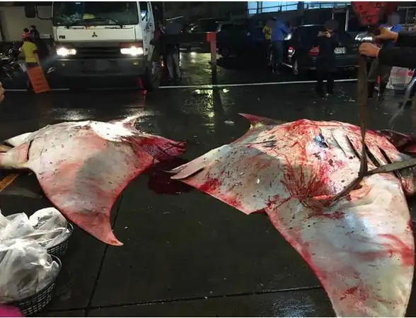 世界自然保育联盟(iucn)列为次级保育类动物,曾有调查指出,一只鬼蝠魟