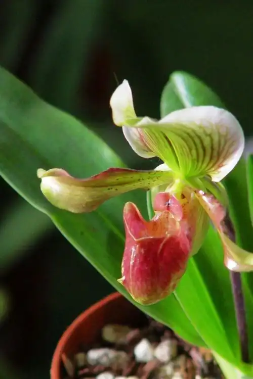 【兜兰摄影图片】上海恒盛花卉博览中心生态摄影_一凡的摄影博客