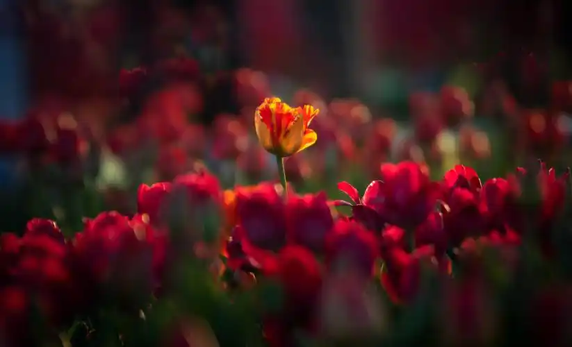 中国科学技术大学软件学院school of software engineering of ustc